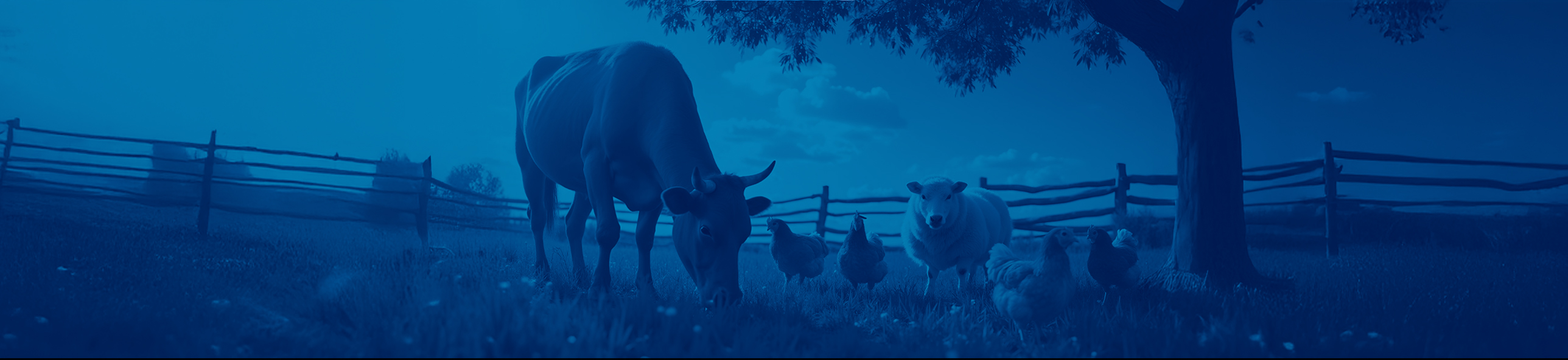 Hayvan Kategorileri Banner